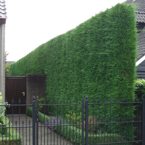 'Leylandii' coniferen