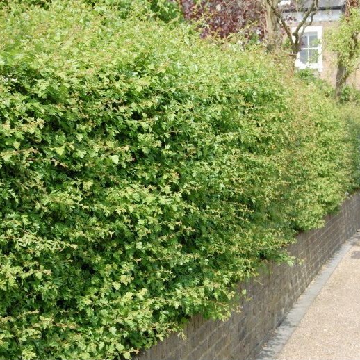 Eenstijlige meidoorn