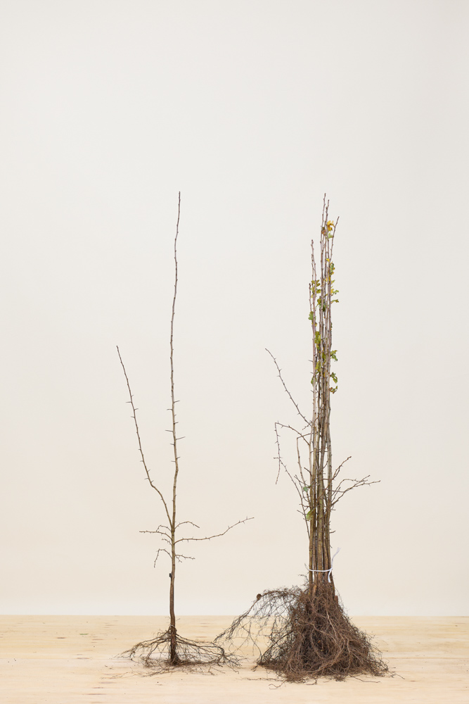 Meidoorn-Blote-Wortel-100-125