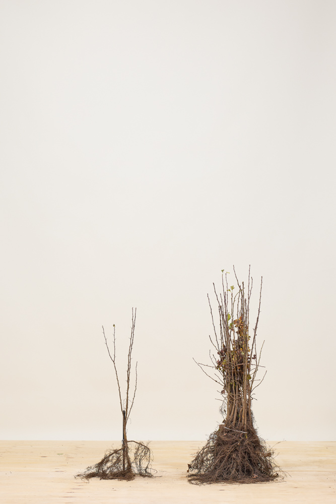 Meidoorn-Blote-Wortel-40-60