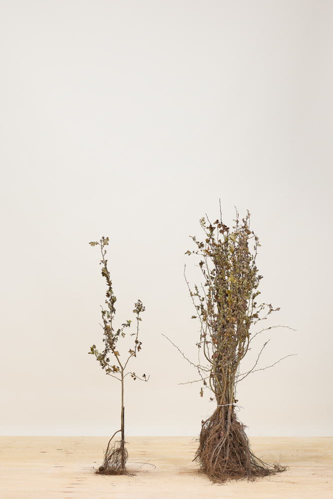 Meidoorn-Blote-Wortel-60-80