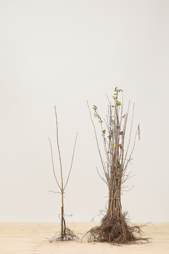 Meidoorn-Blote-Wortel-80-100