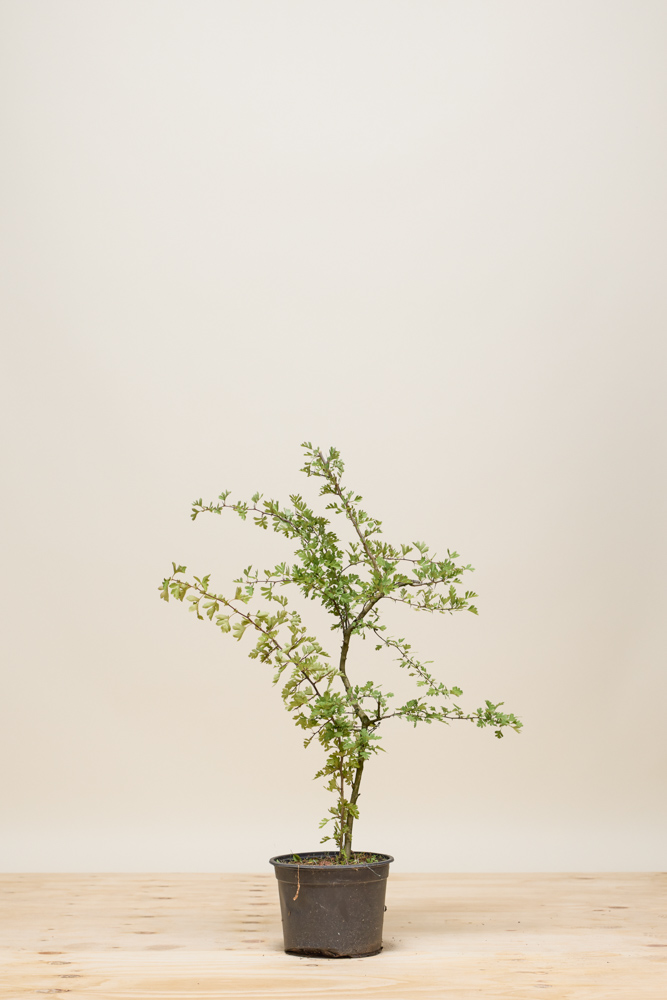 Meidoorn pot 60-80 cm Pot