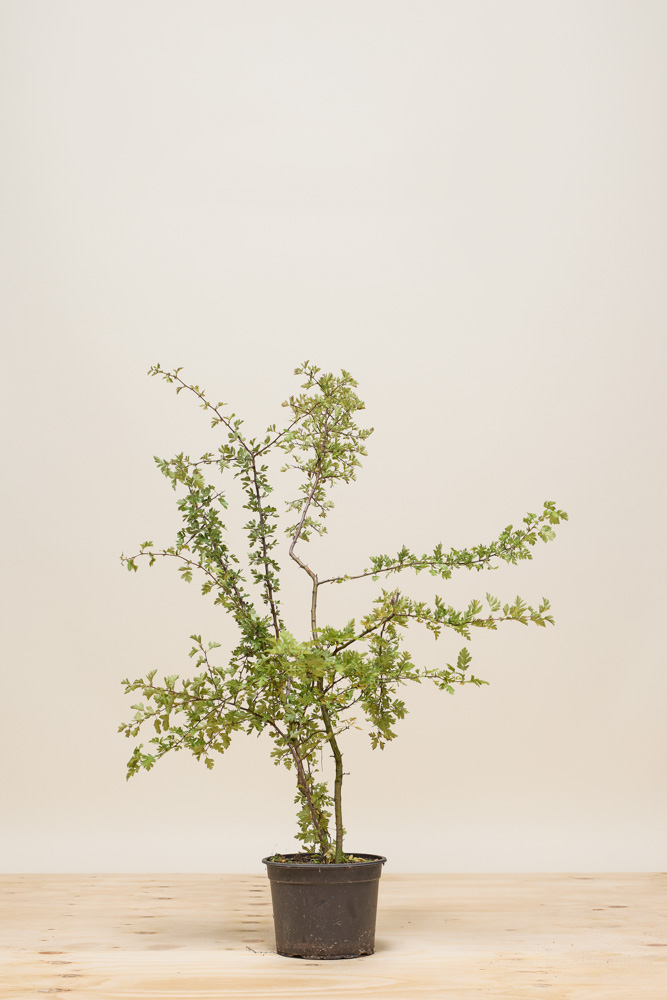 Meidoorn pot 80-100 cm Pot