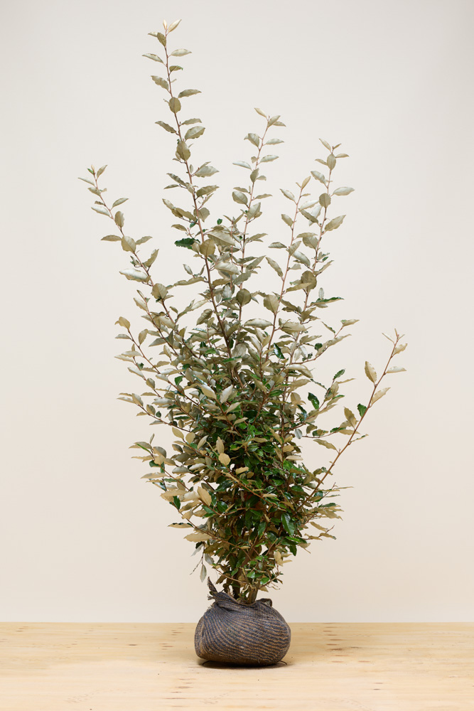 Olijfwilg-Kluit-150-175