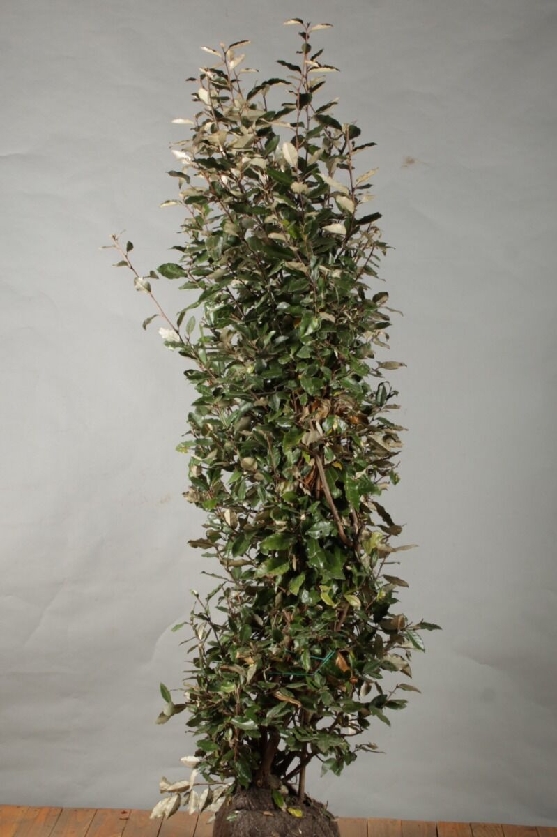 Olijfwilg-Kluit-175-200