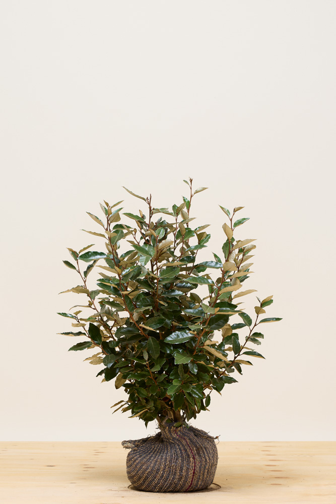 Olijfwilg-Kluit-60-80