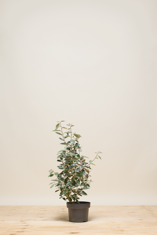 Olijfwilg Pot 40 60
