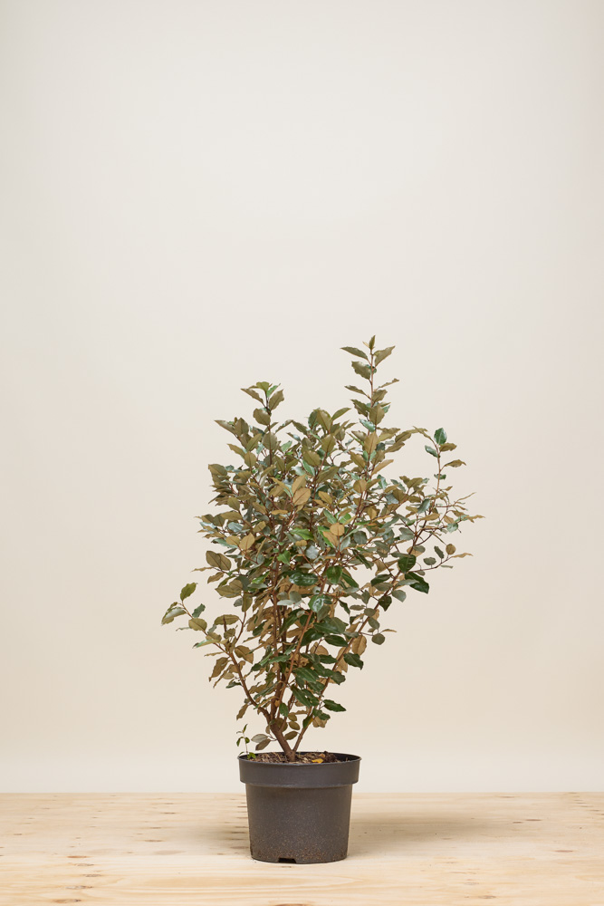 Olijfwilg-Pot-80-100