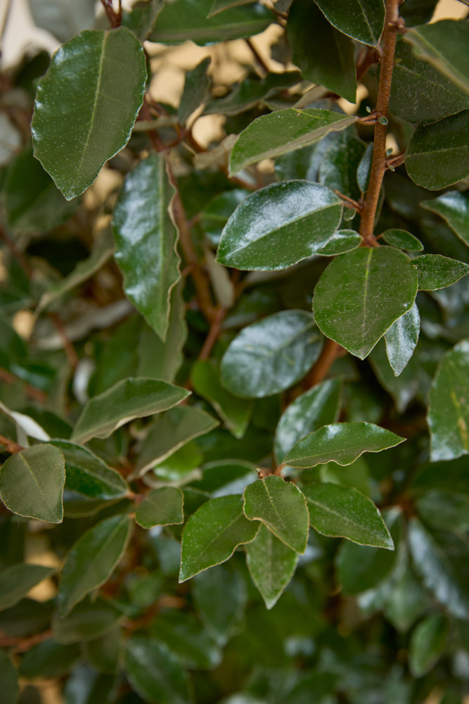 Olijfwilg detailfoto