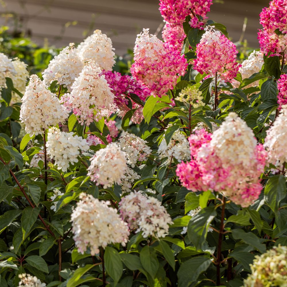 Pluimhortensia-Alle-Kleuren-ALG HAAG