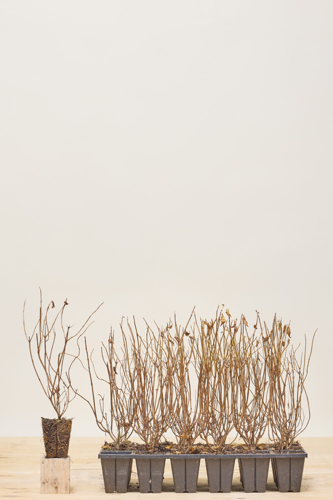 Pluimhortensia roze kluit 25-30cm Kluit