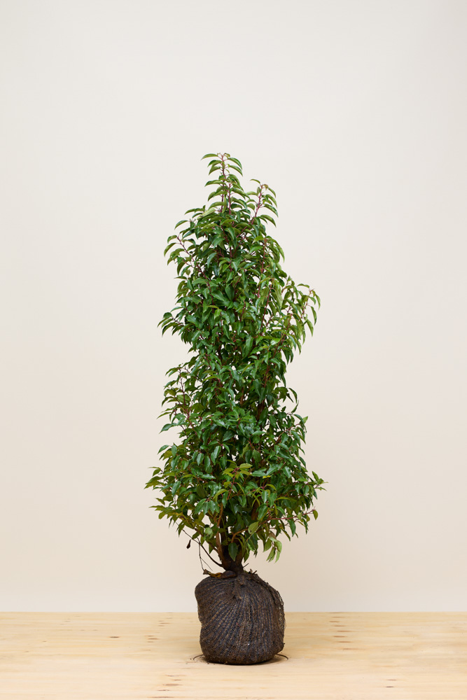 Portugese laurier kluit 100-125 cm Kluit