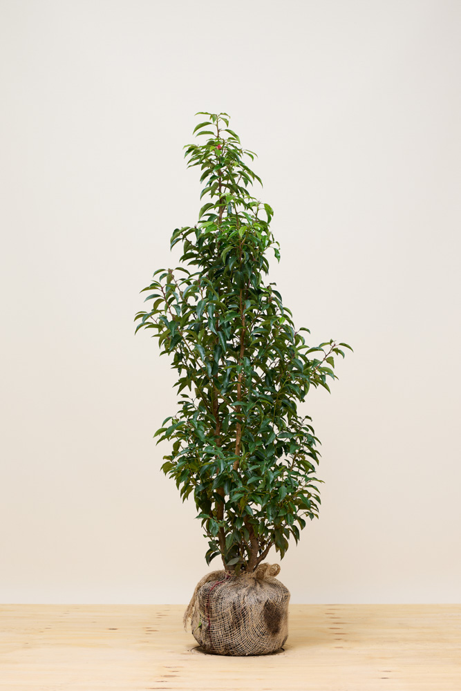 Portugese-Laurier-Kluit-125-150