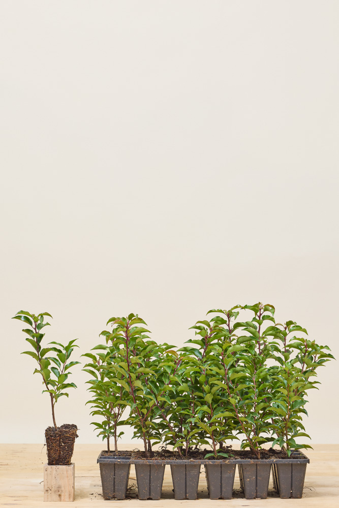 Portugese laurier kluit 20-25 cm Kluit