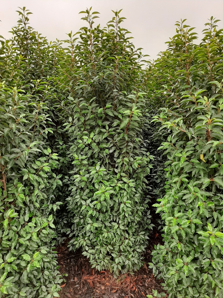 Portugese laurier kluit 200-225 cm Kluit