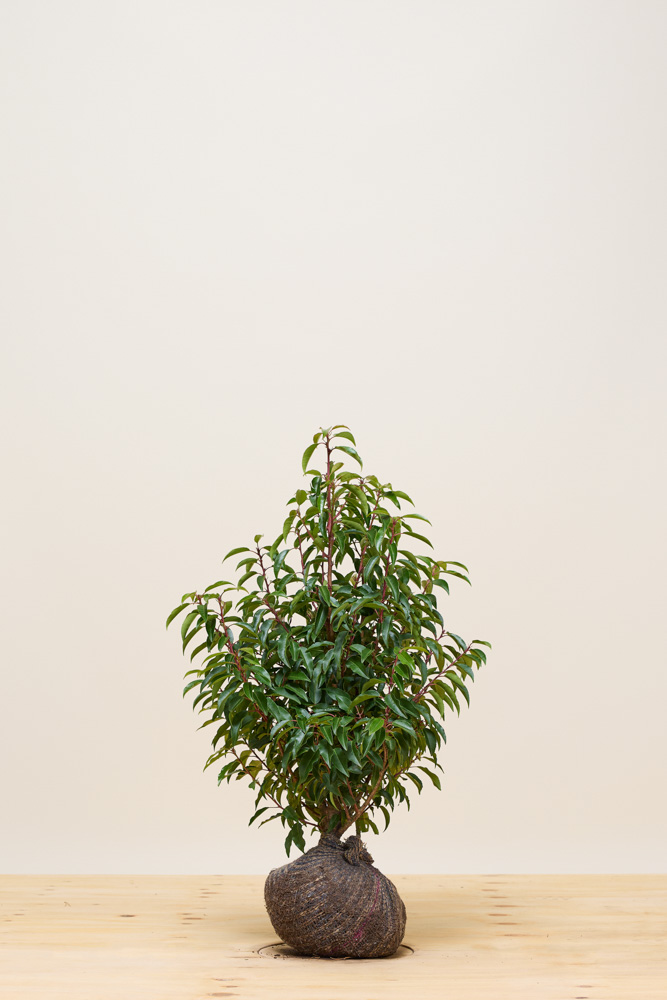 Portugese laurier kluit 60-80 cm Kluit