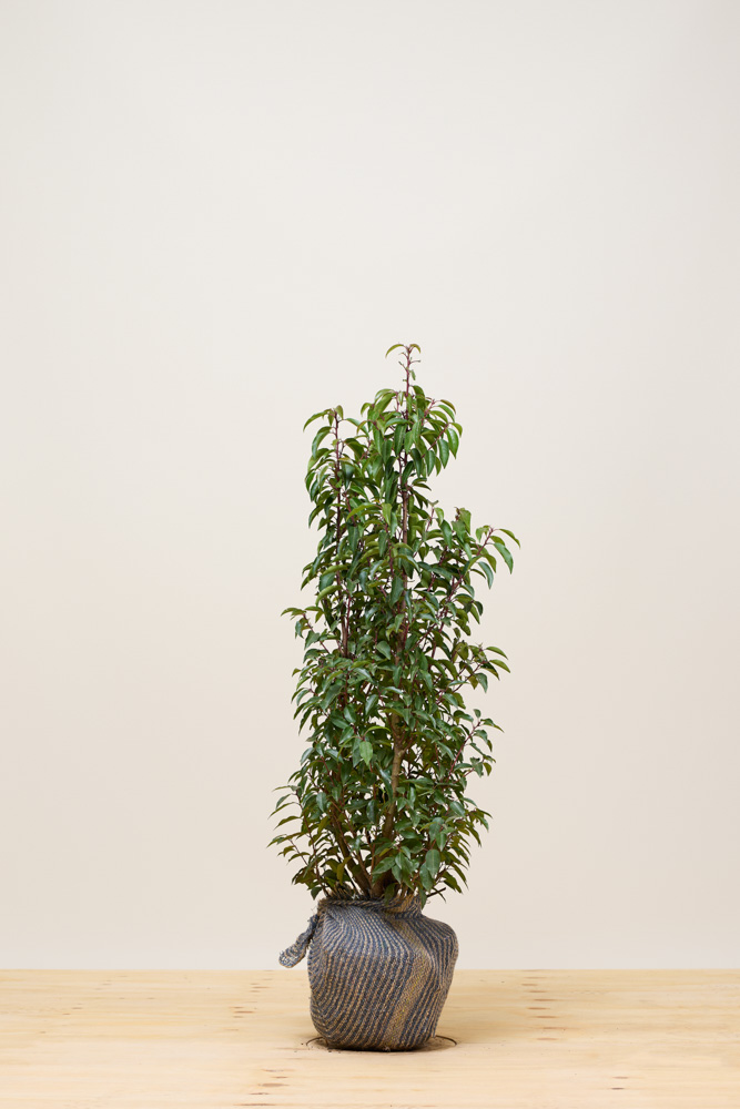 Portugese laurier kluit 80-100 cm Kluit