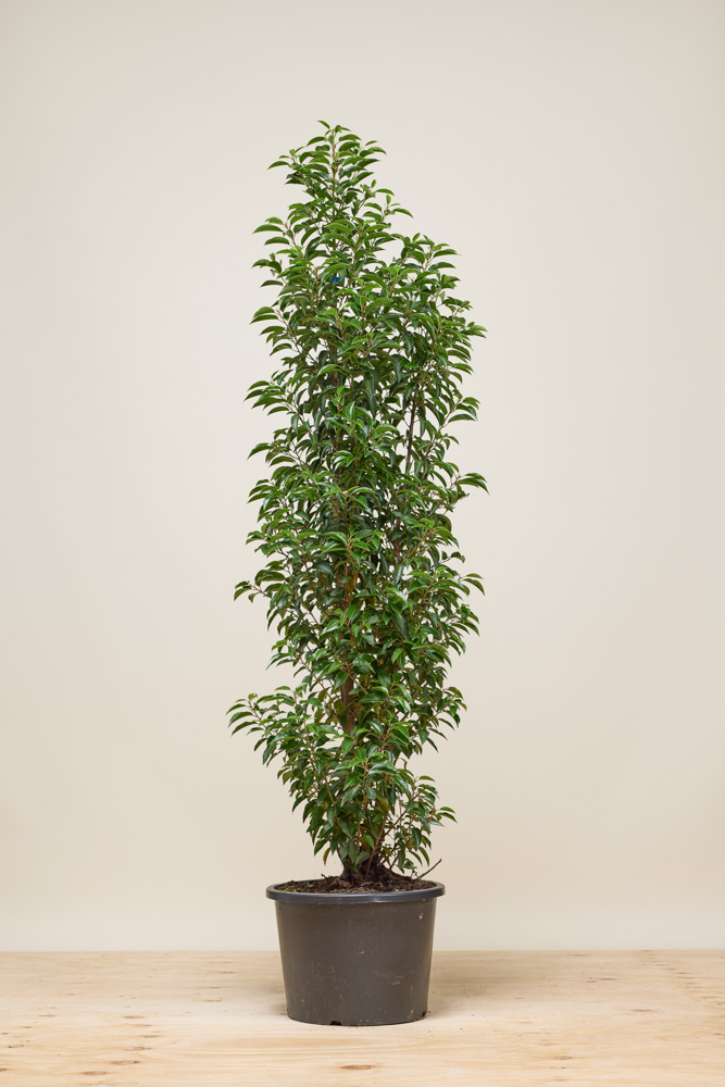 Portugese laurier pot 150+ cm Pot