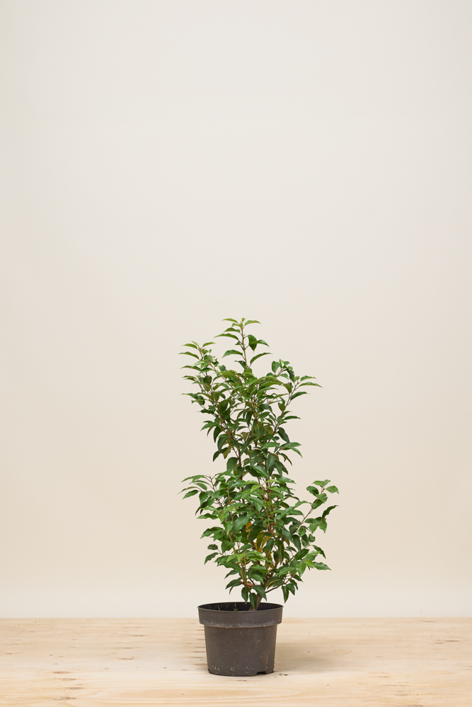 Portugese laurier pot 40-60 cm Pot