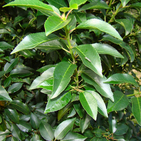 Portugese Laurier detailfoto