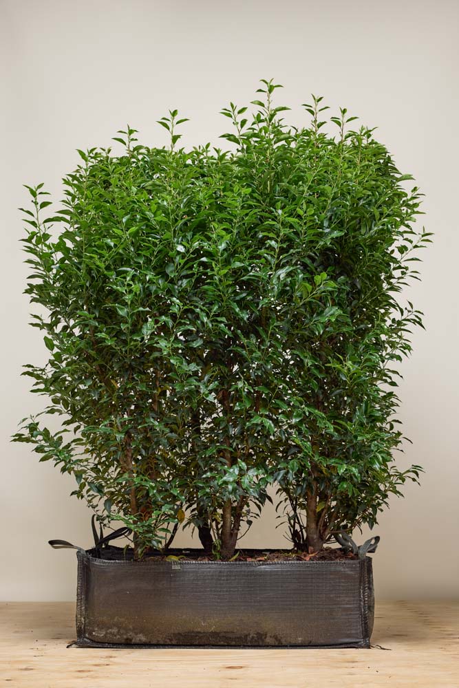 Hedge