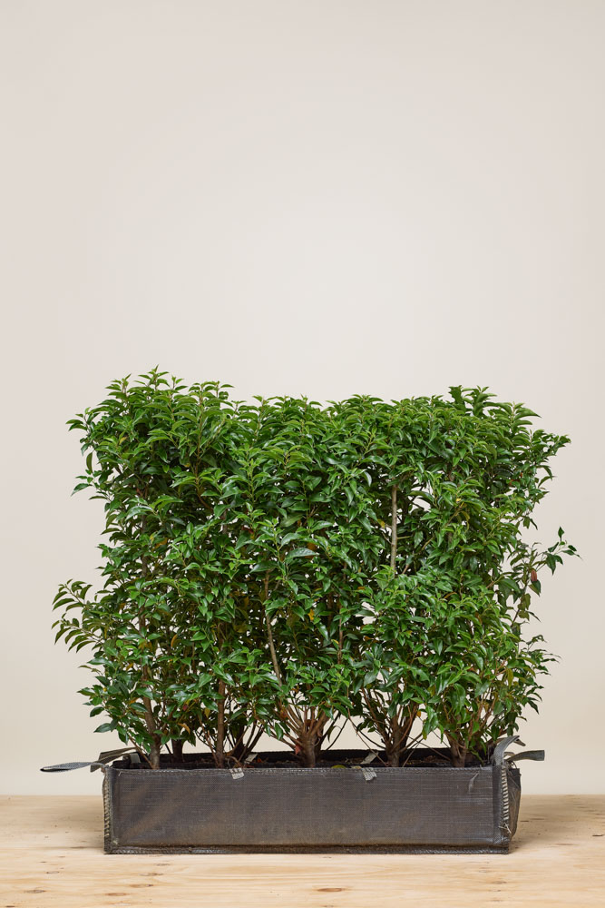 Portugese Laurier Kant-en-klaar 80-100 cm - Hedgy Haagplanten