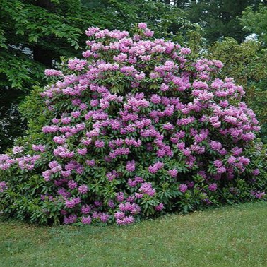 Rhododendron catawbiense 'Boursault'