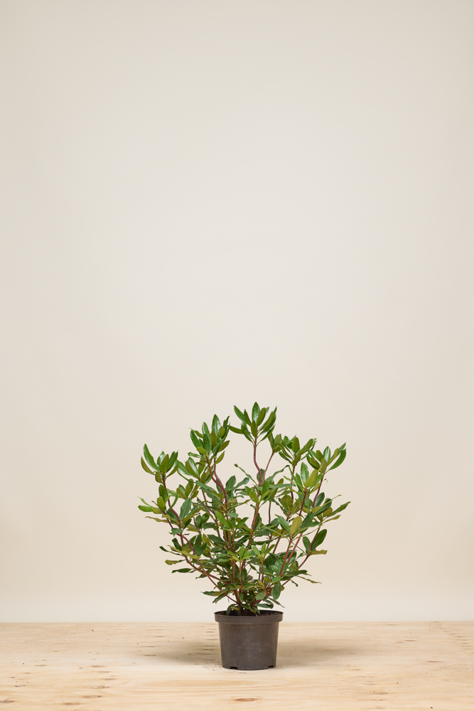 Rhododendron-Roseum-Pot-40-50