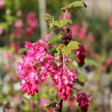 Ribes-King-Edward-VII-ALG INZ