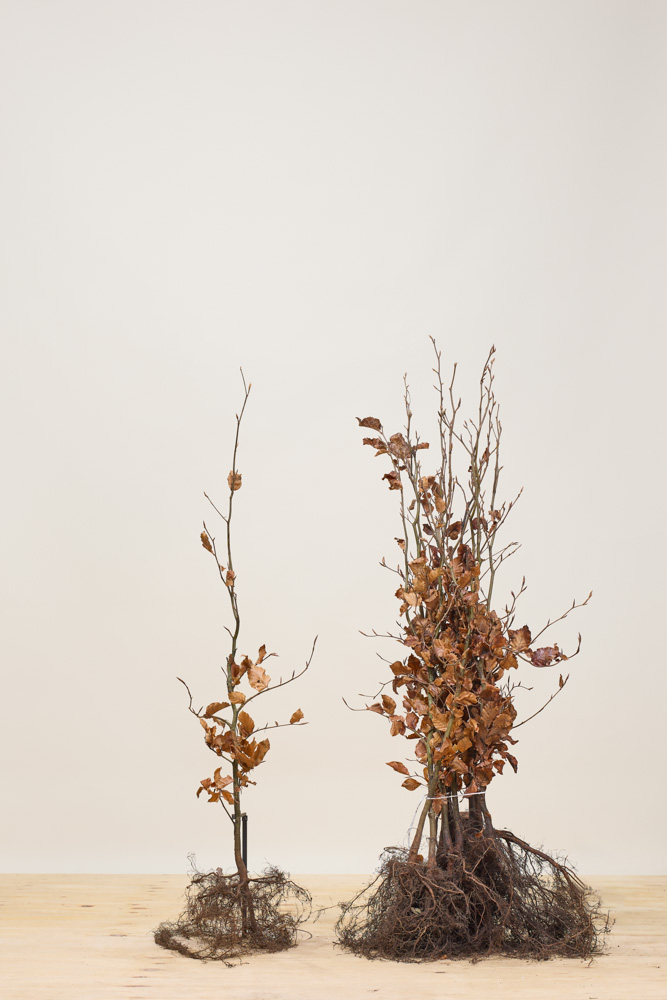 Rode-Beuk-Blote-Wortel-100-125