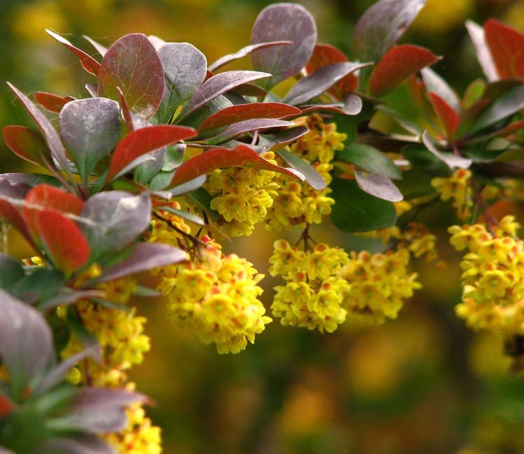 Rode-Zuurbes-ALG INZ