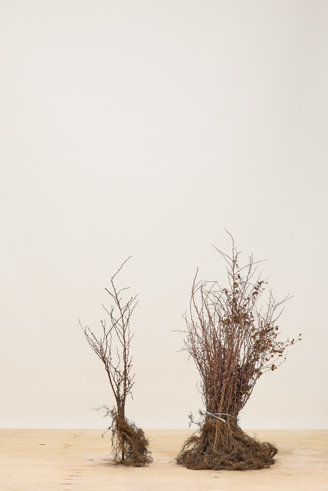 Rode zuurbes blote wortel 20-30 cm Blote wortel