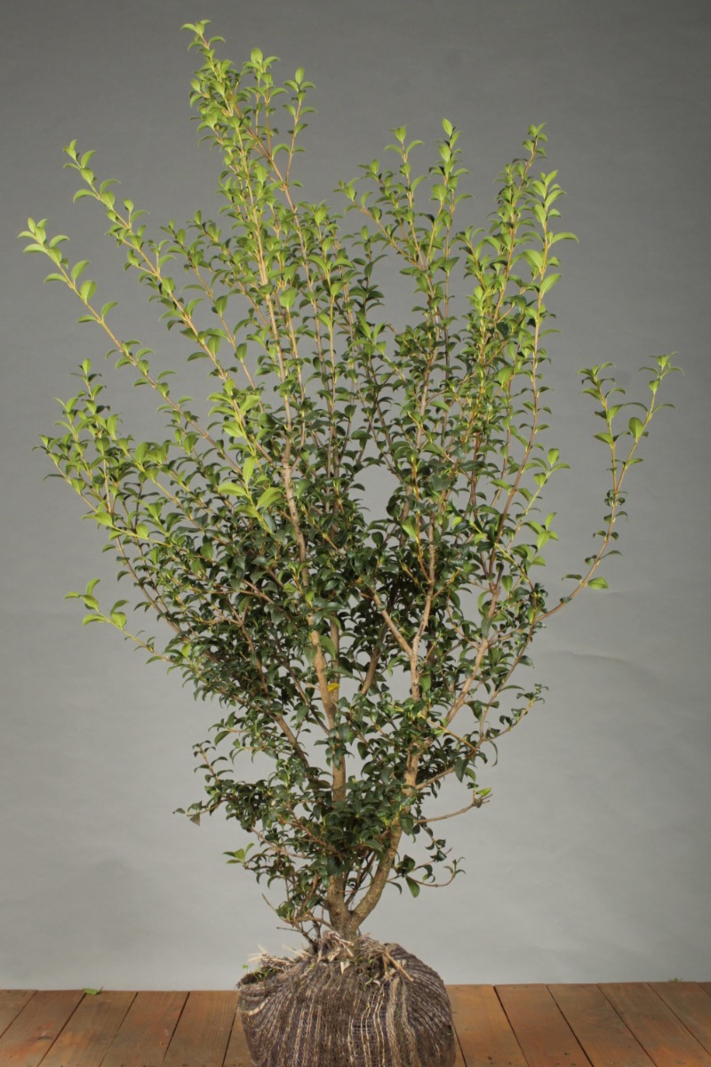 Schijnhulst kluit 125-150 cm Kluit