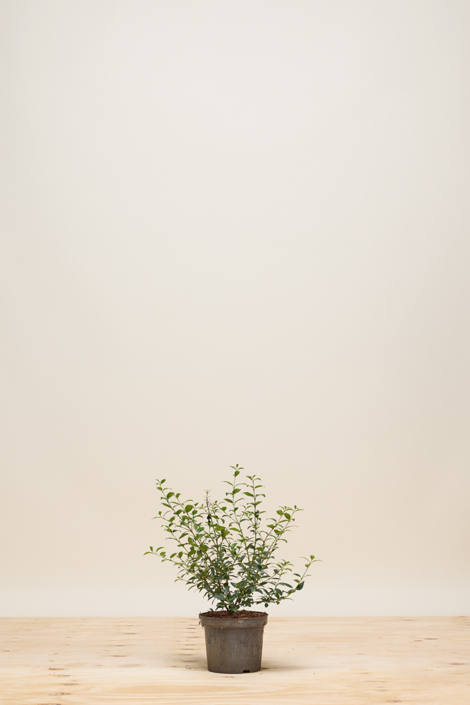 Schijnhulst pot 30-40 cm Pot