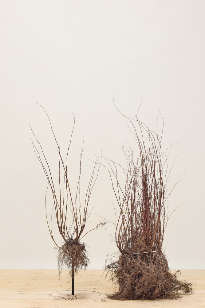 Spierstruik-Grefsheim-Blote-Wortel-40-60