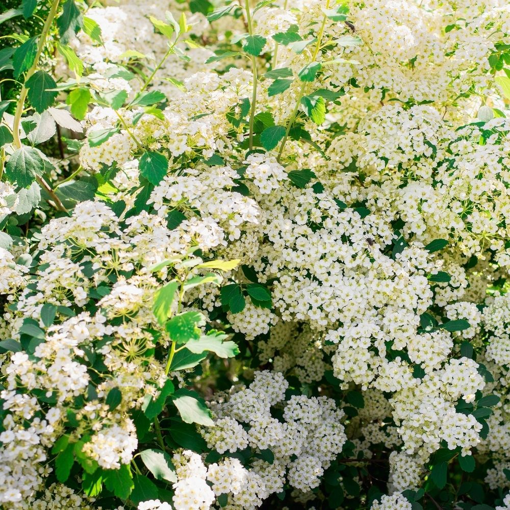 Japanse spierstruik 'Grefsheim'