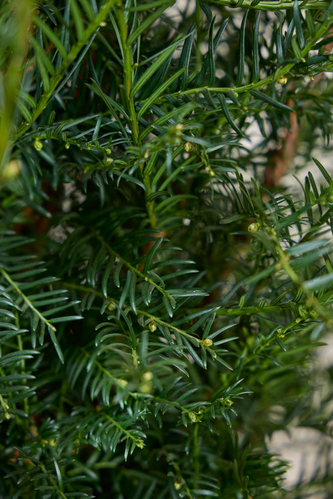 Taxus Baccata ALG INZ