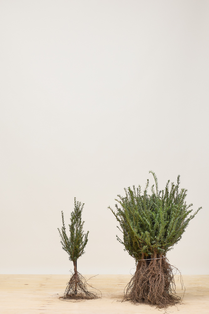 Taxus-Baccata-Blote-Wortel-20-30
