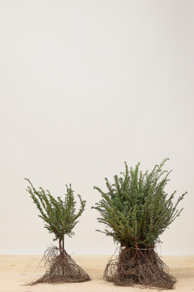 Taxus-Baccata-Blote-Wortel-30-40