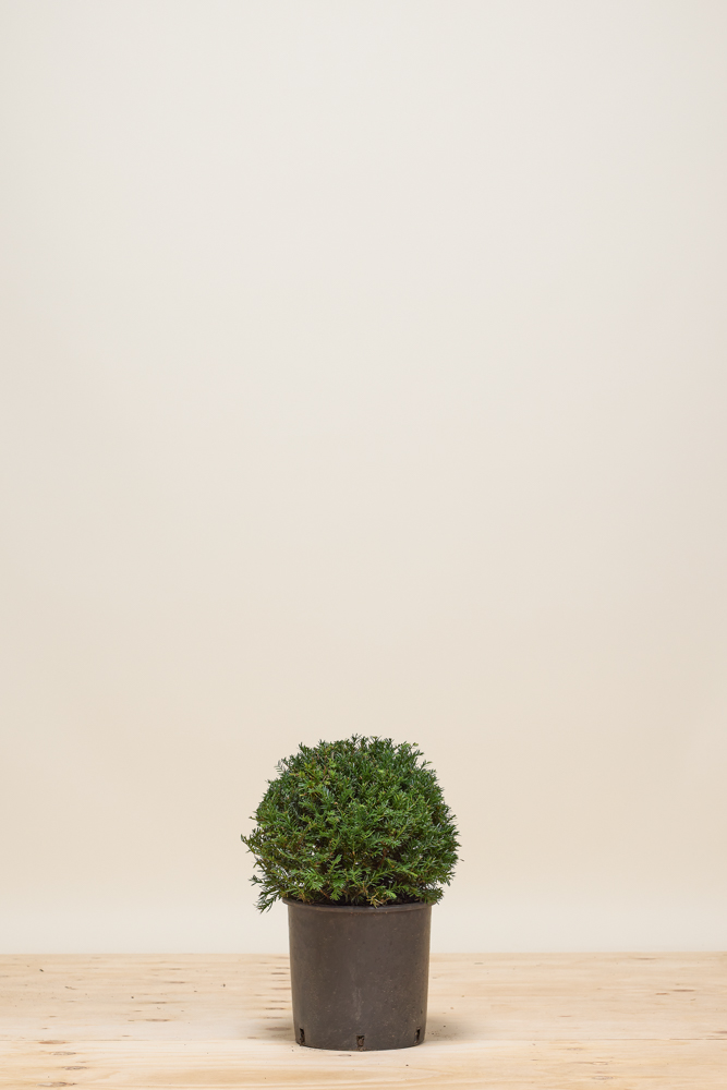 Taxus-Baccata-Bol-30