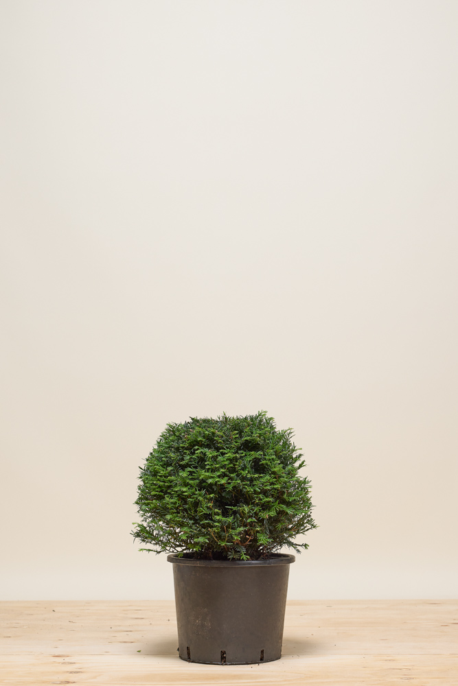 Taxus-Baccata-Bol-40