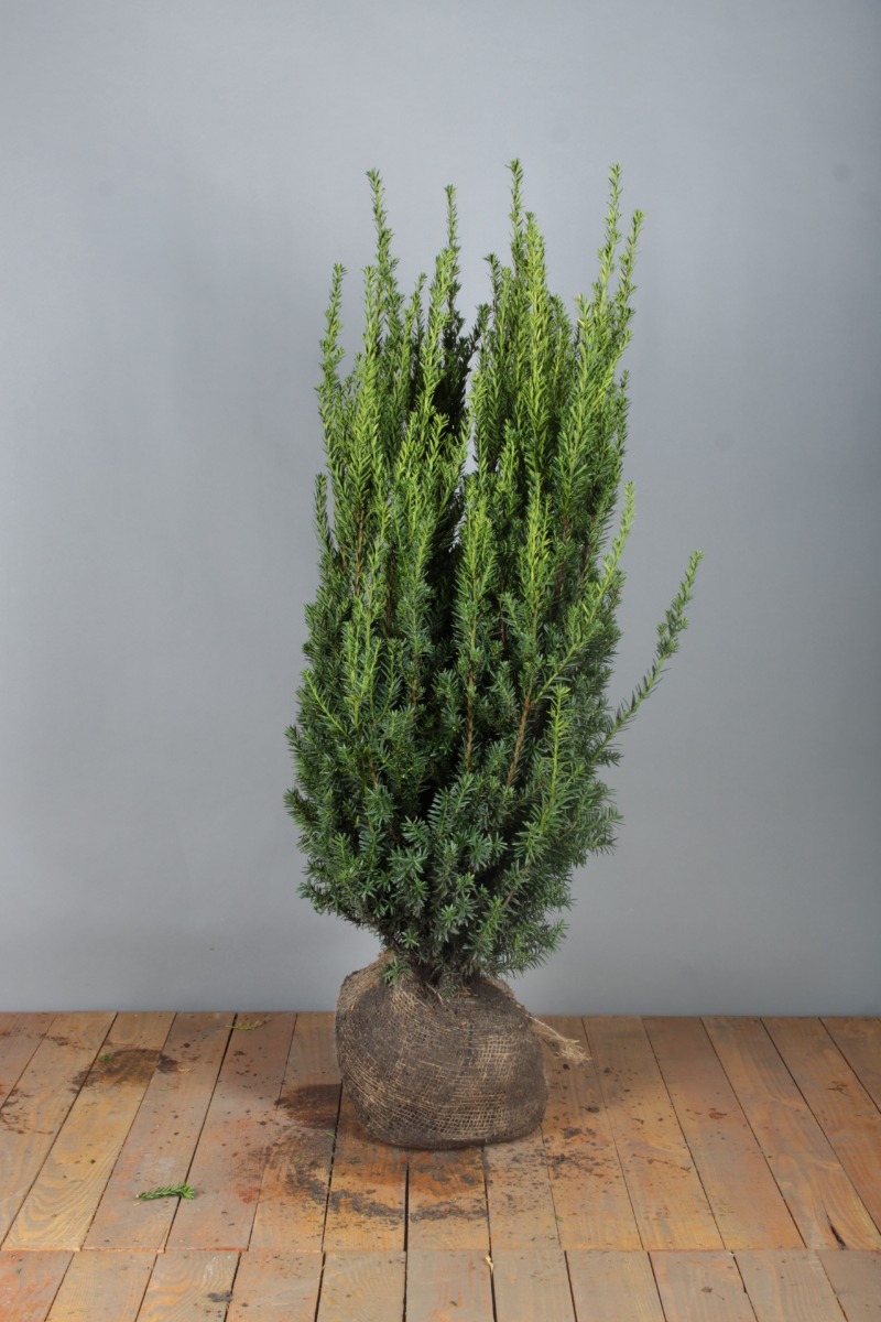 Taxus baccata kluit 100-125 cm Kluit