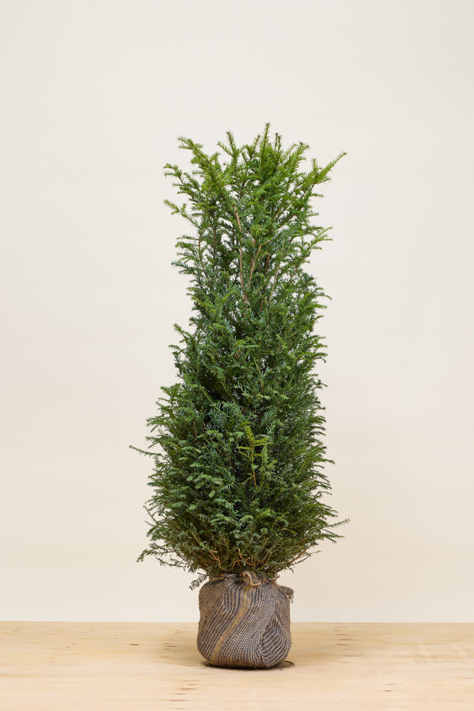 Taxus baccata Kluit 125-150 cm - Hedgy Haagplanten
