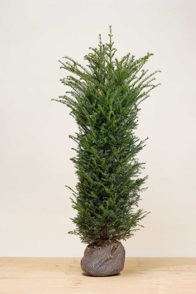 Taxus-Baccata-Kluit-150-175