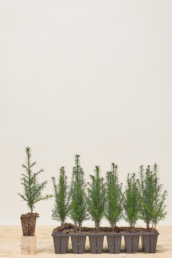 Taxus-Baccata-Kluit-20-30