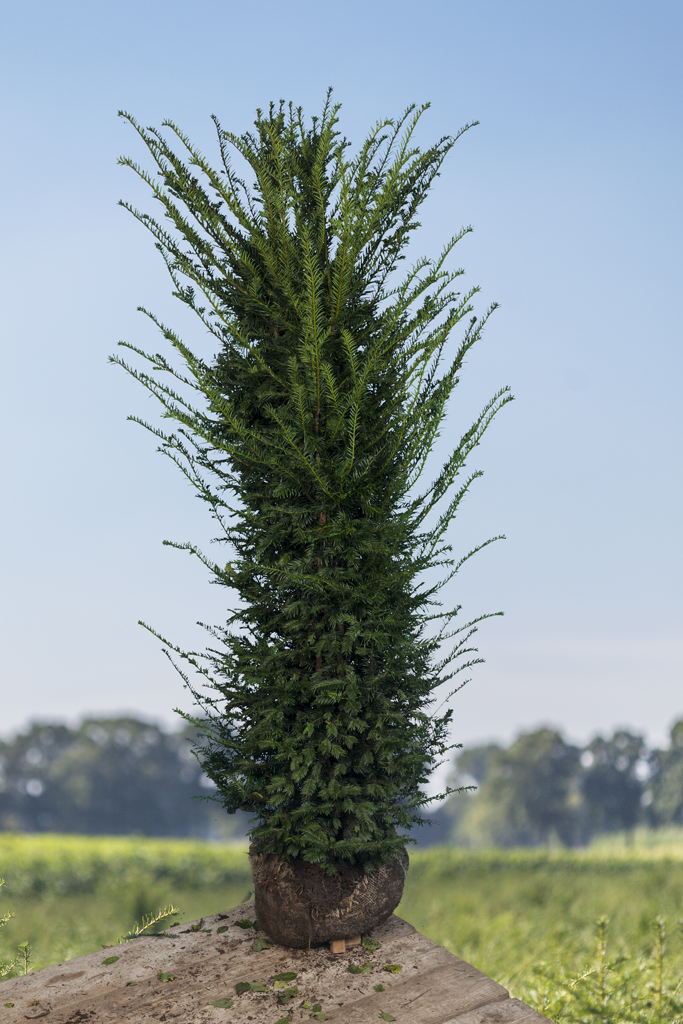 Taxus-Baccata-Kluit-200-225