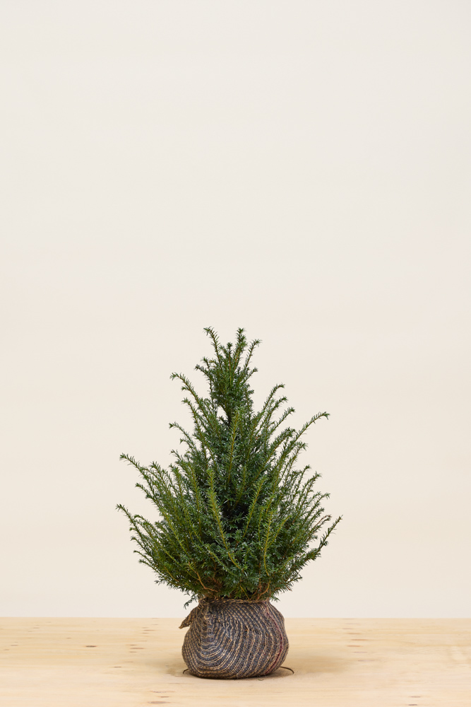 Taxus Baccata Kluit 60 80