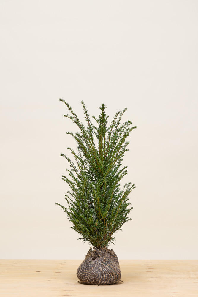 Taxus baccata kluit 80-100 cm Kluit