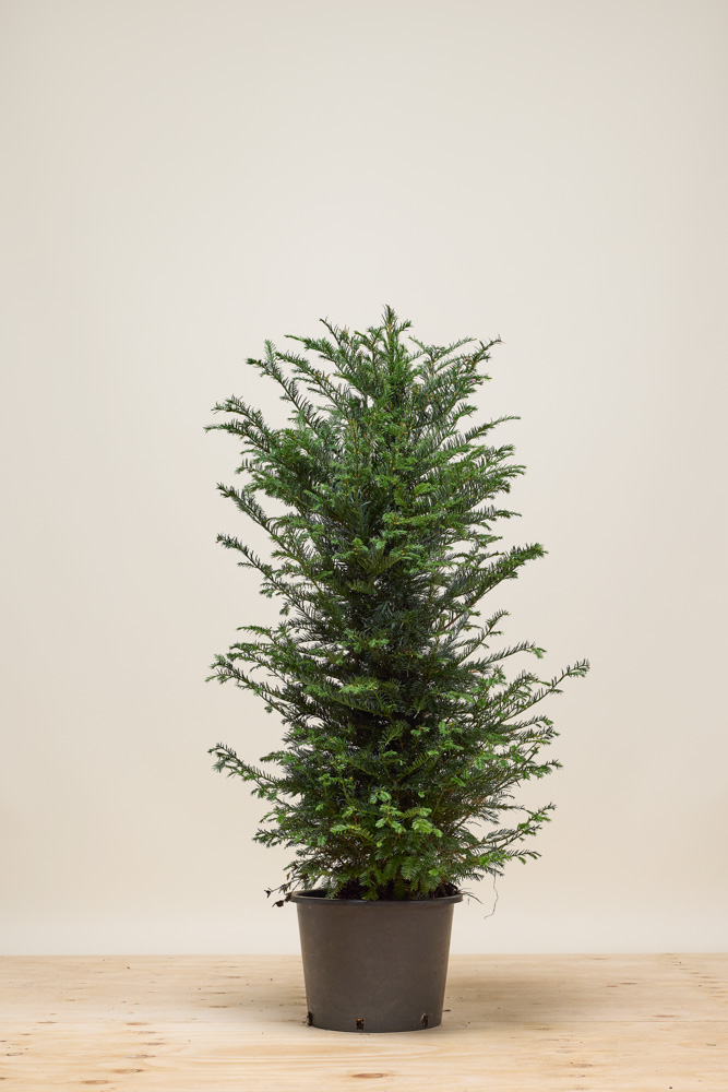 Taxus-Baccata-Pot-100-125